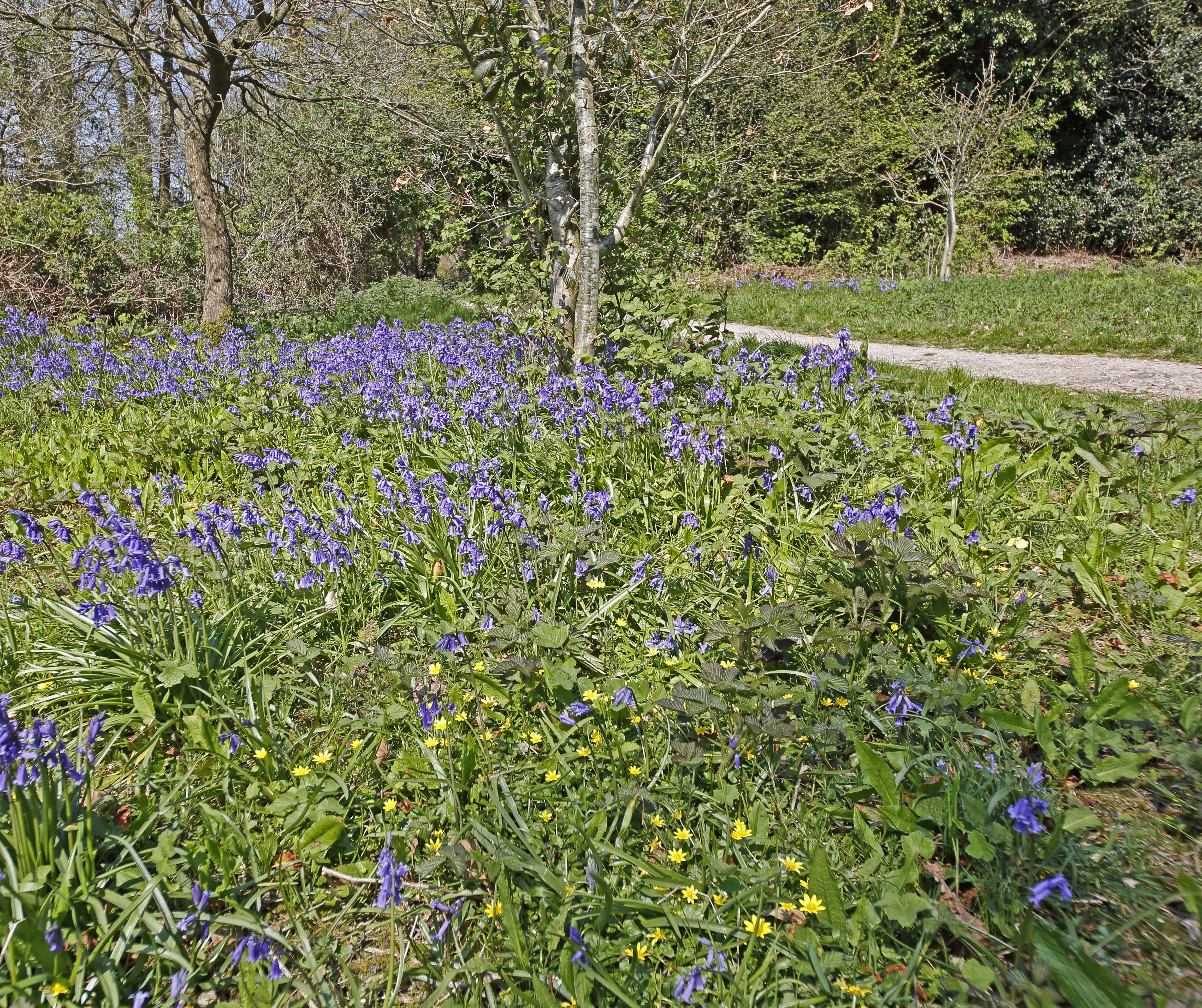 -bluebells_2019-2.jpg